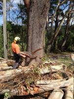 Killick Tree Management image 2